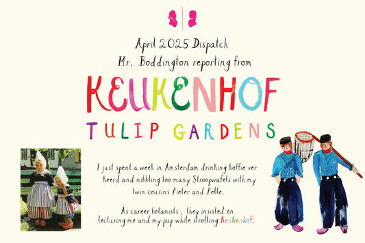 Tulips