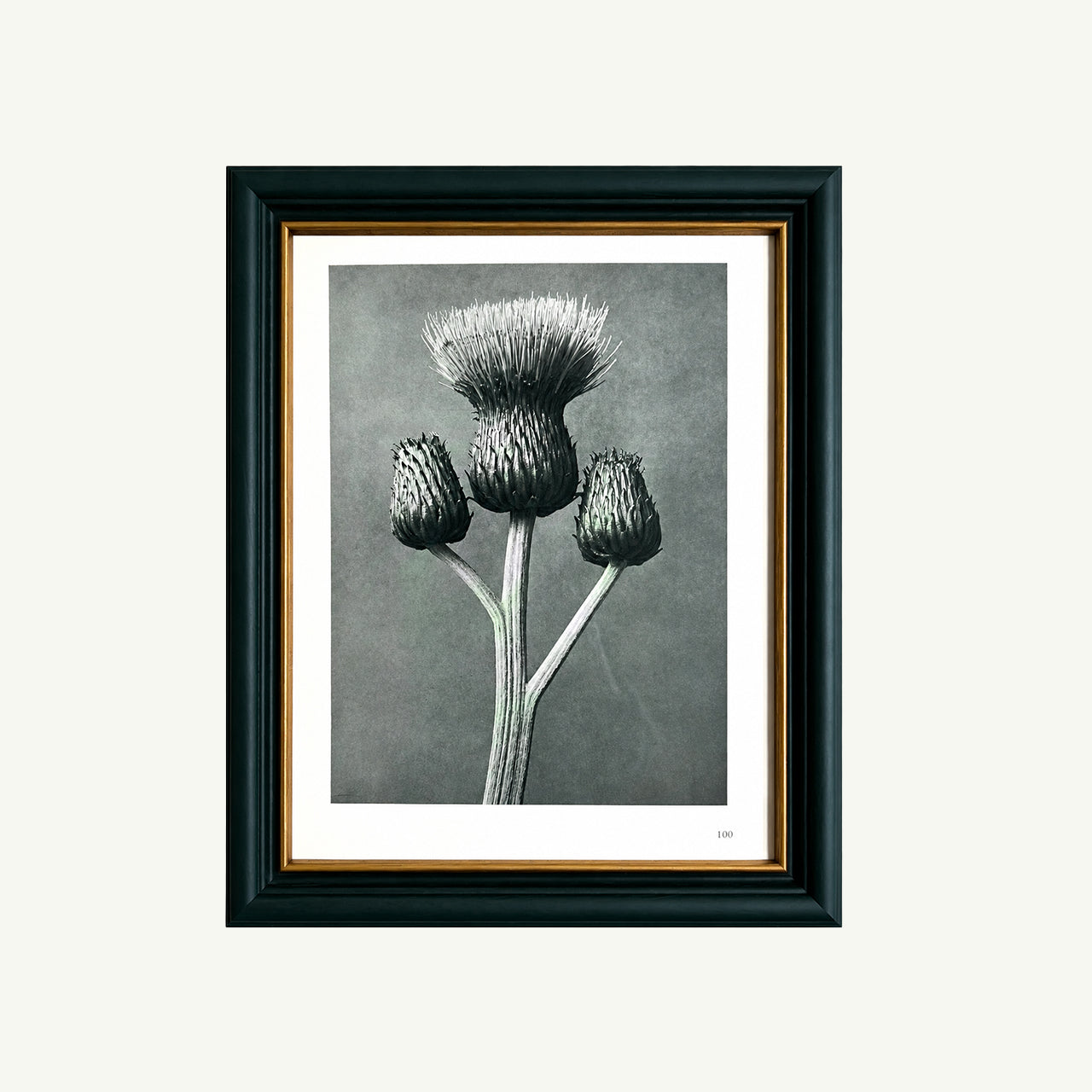Framed 1929 Karl Blossfeldt Print - Grey Thistle Buds