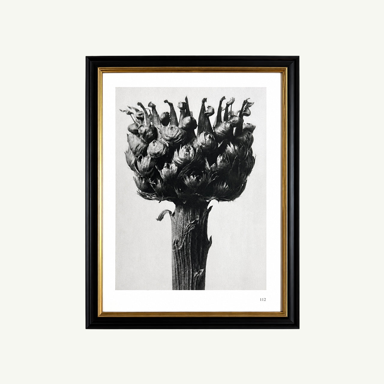 Framed 1929 Karl Blossfeldt Print - Knapweed Flowerhead