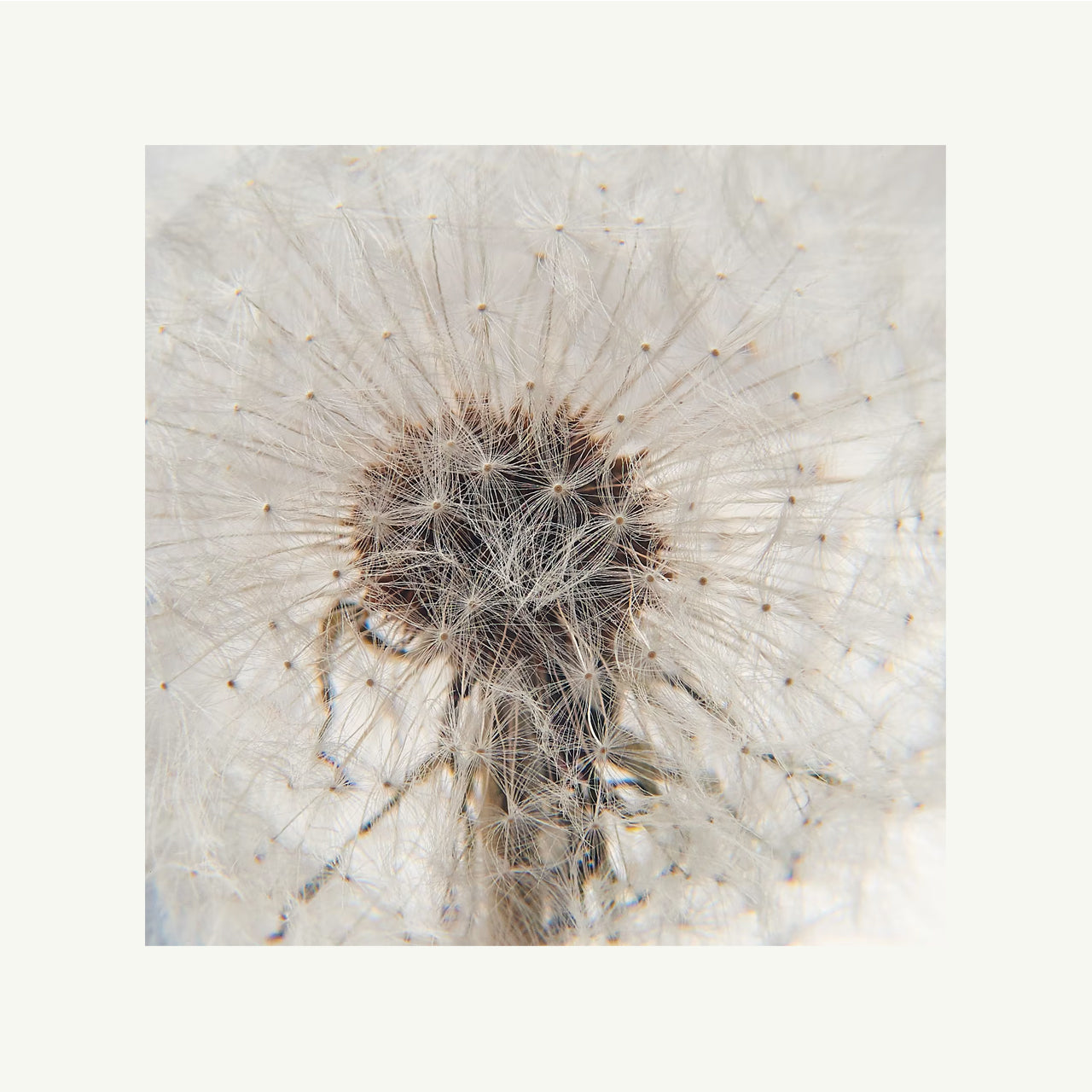 Dandelion Paperweight