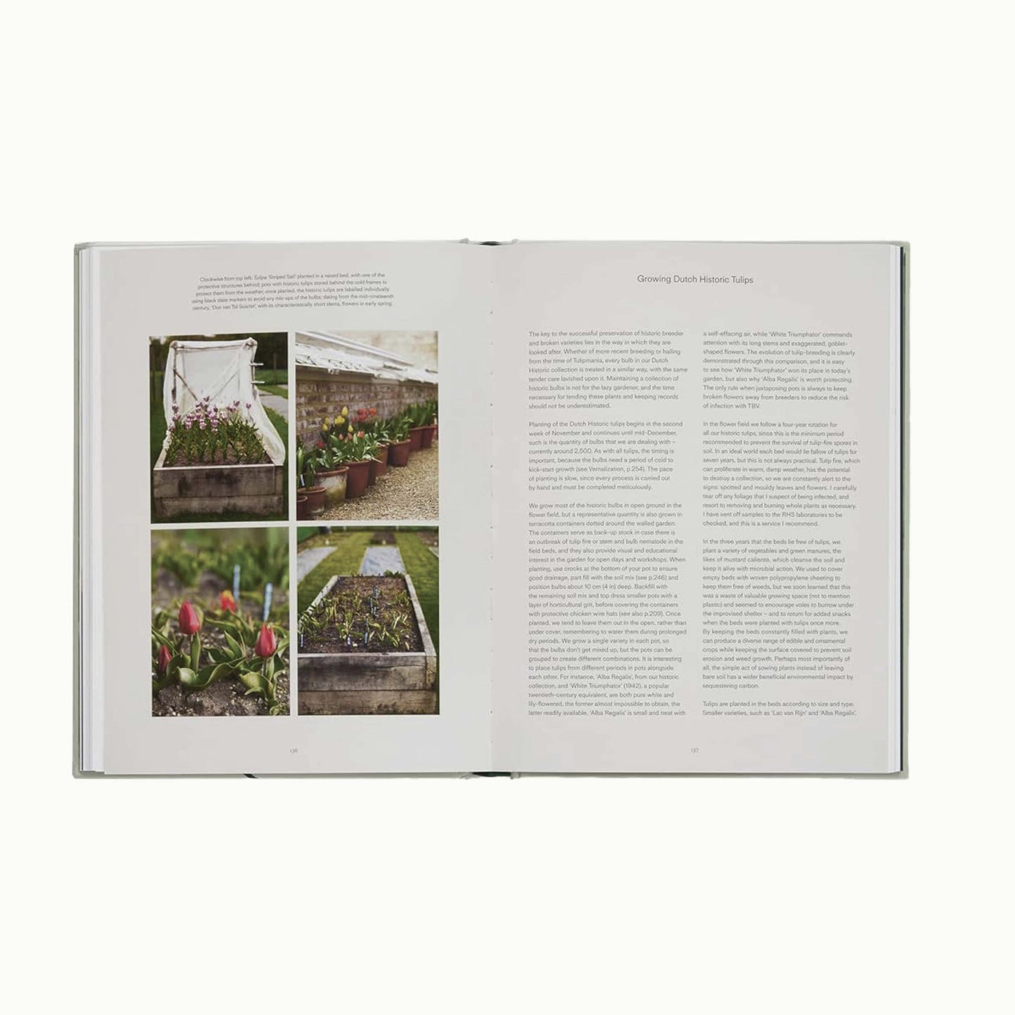 The Tulip Garden