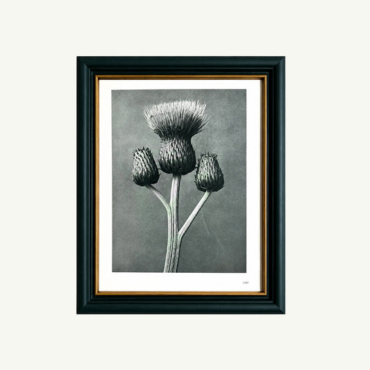 Framed 1929 Karl Blossfeldt Print - Grey Thistle Buds