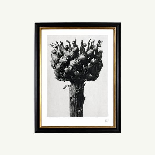 Framed 1929 Karl Blossfeldt Print - Knapweed Flowerhead