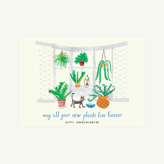 Another Fern?