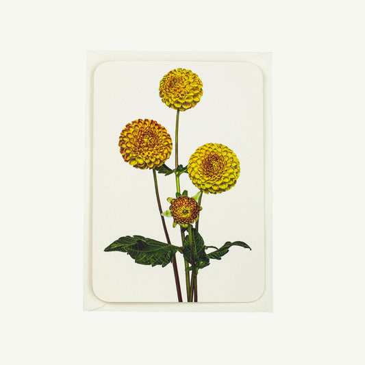 Dahlia Greeting Card