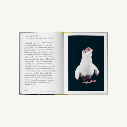 Bird. by Hoxton Mini Press captures the charm and rehab stories of NYC pigeons in photos.