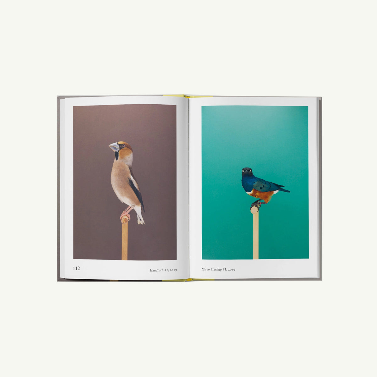 Open book “Bird.” by Hoxton Mini Press features vibrant contemporary bird photography.