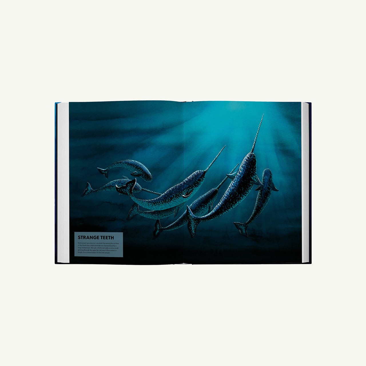 Mysteries of Marine Mammals: An Illustrated Guide