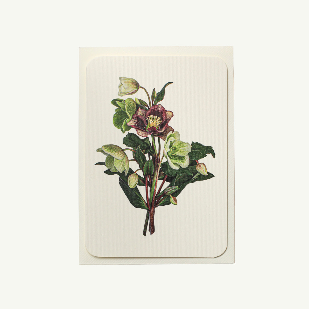 Posy of Hellebore Greeting Card