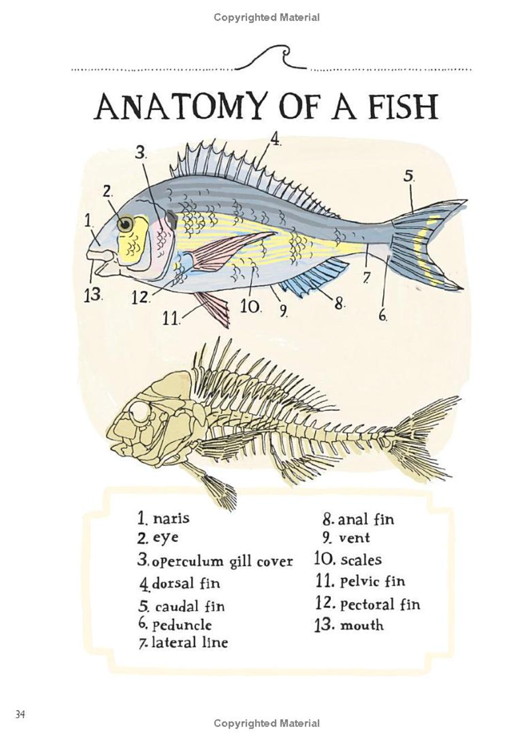 Ocean Anatomy