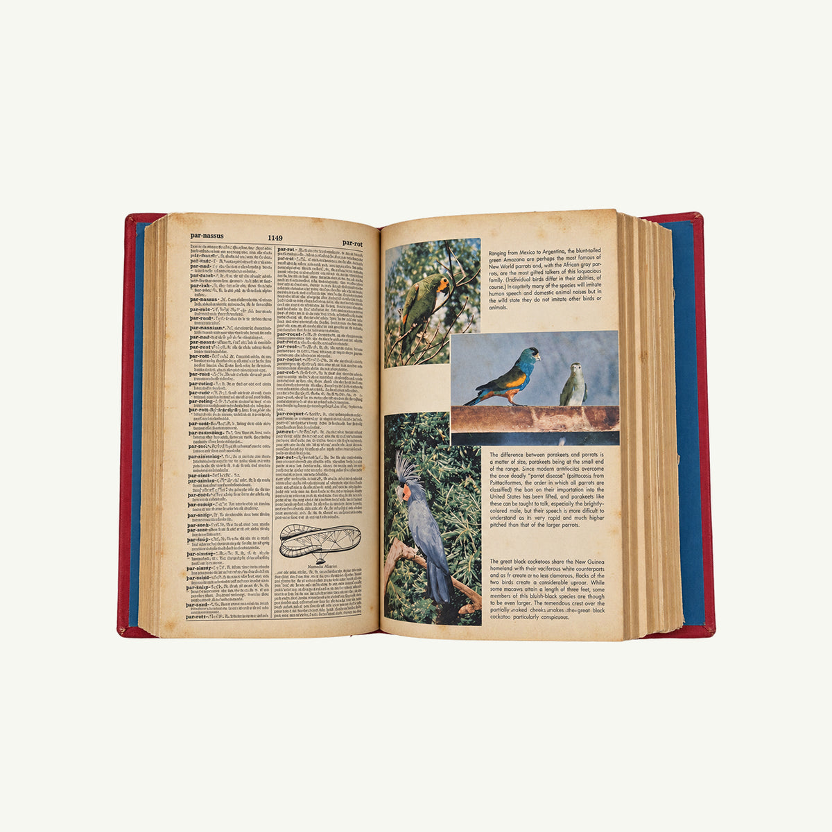 Vintage 1964 Webster Dictionary by Mr. Boddington’s Studio, red cloth binding, cream pages.